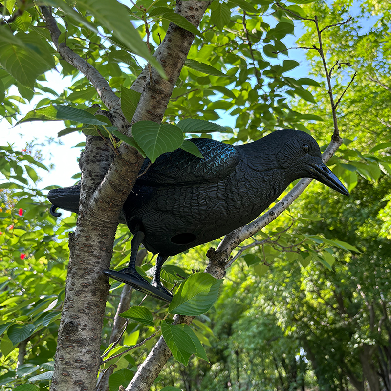 SQ341-10 crow decoy